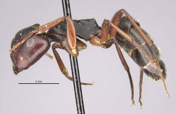 Media type: image;   Entomology 21610 Aspect: habitus lateral view